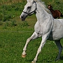 Hessisches_Warmblut 21 (13)